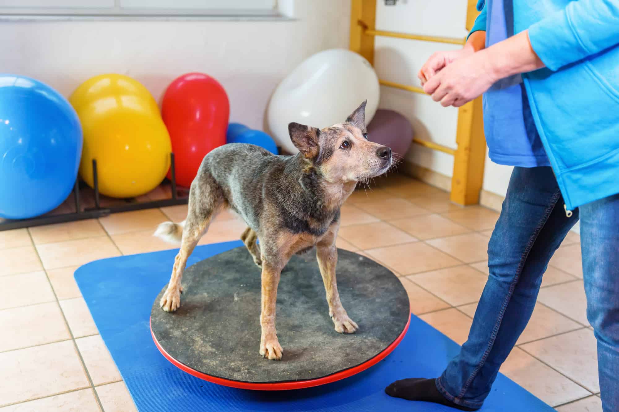 Hundetræning og kropskontrol for hunde på små hold.